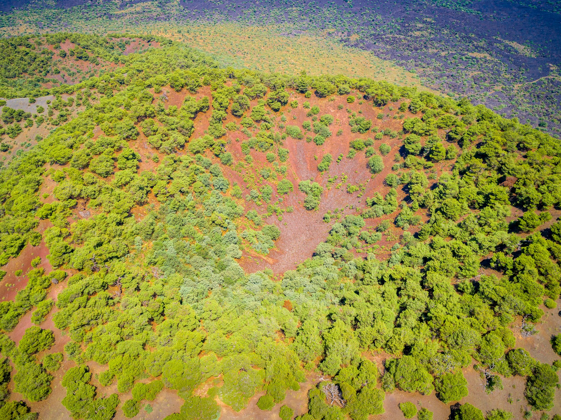Deforestation: The Hidden Costs and Environmental Consequences