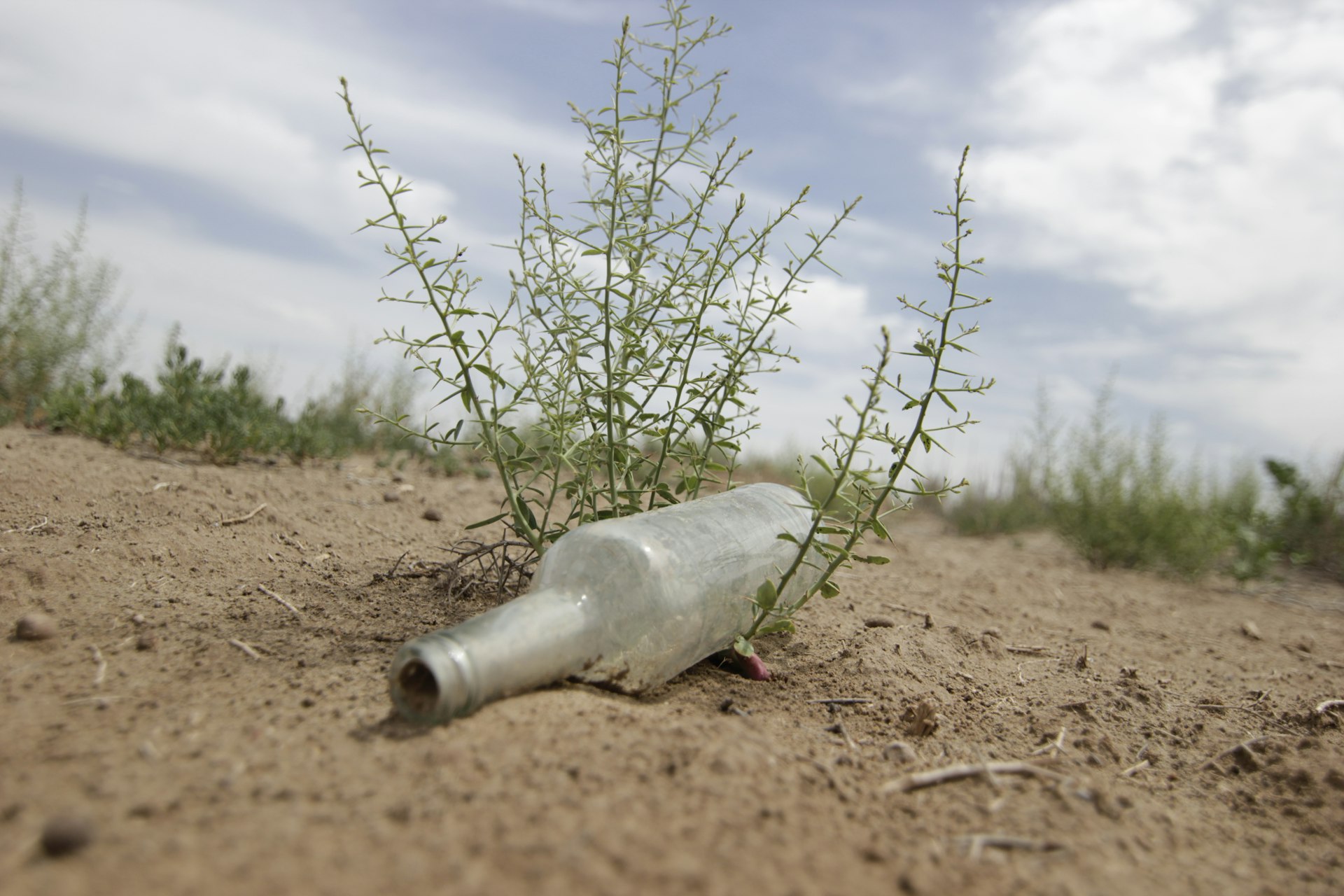 NFTs and the Environment: Separating Facts from Fiction